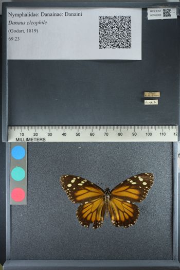 Media type: image;   Entomology 165359